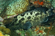 Epinephelus polyphekadion-Mahe Anse du riz-12m-20190609-Denis-ADER-DSC_8248_tn